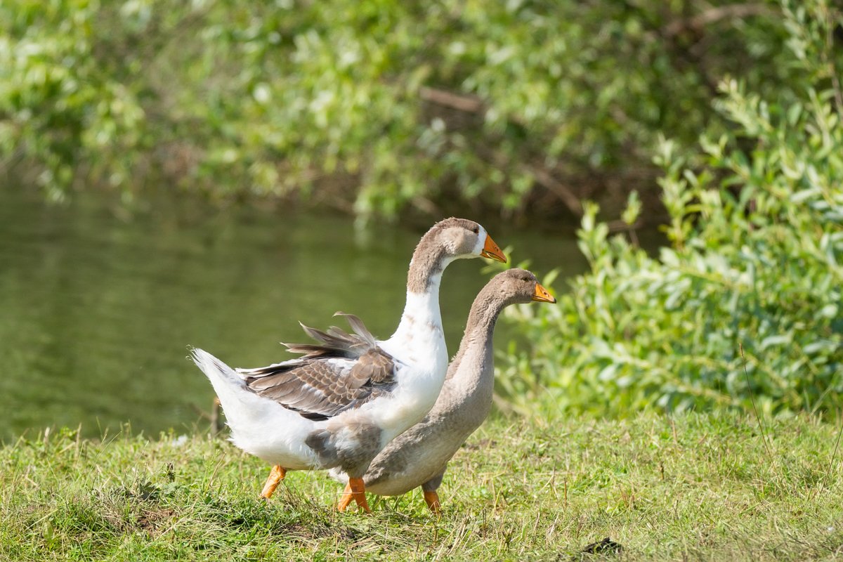 goose on grass example image 1
