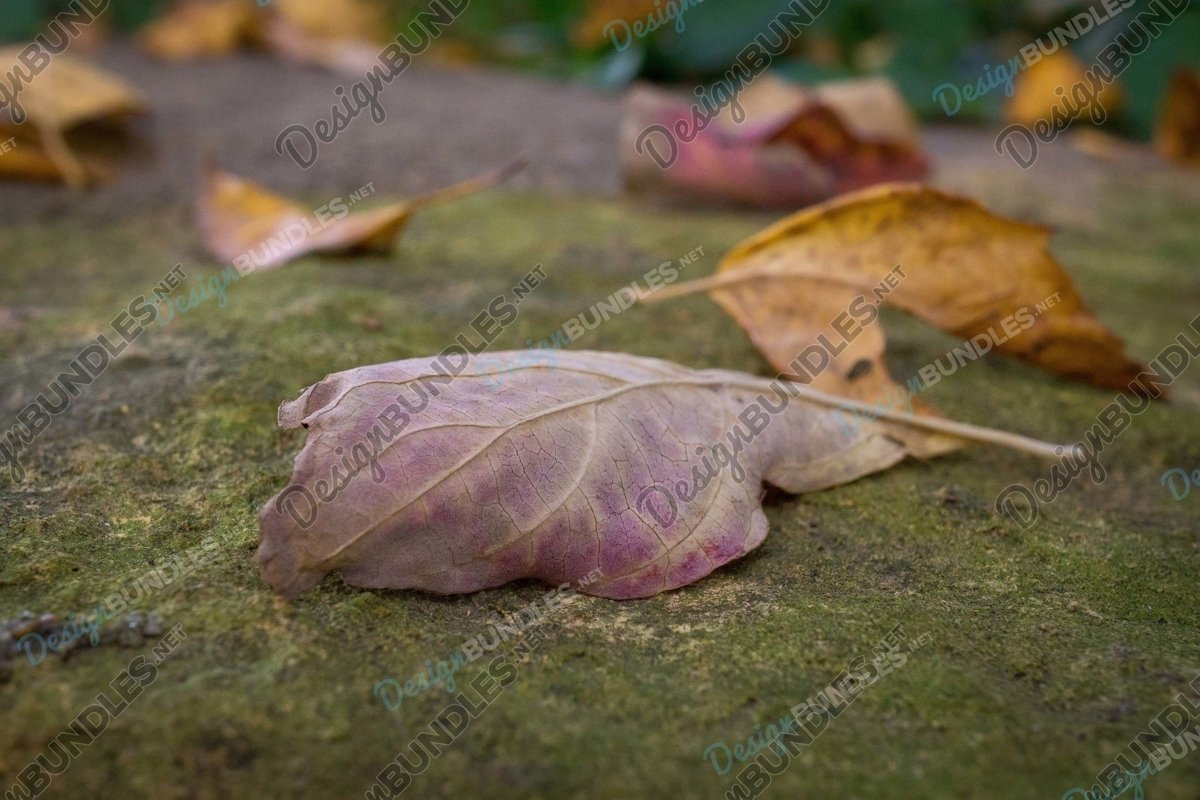 Stock Photo - High Angle View Of Dry Leaves On Field example image 1