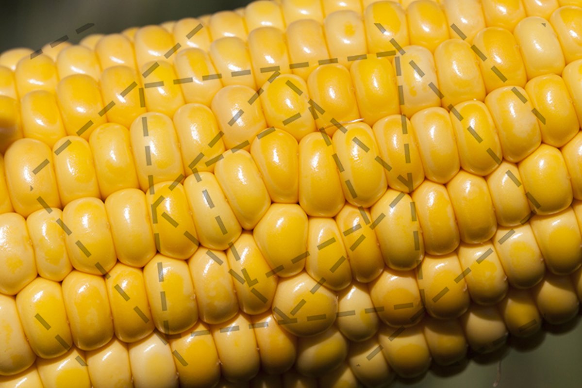 The ear of corn corn field example image 1