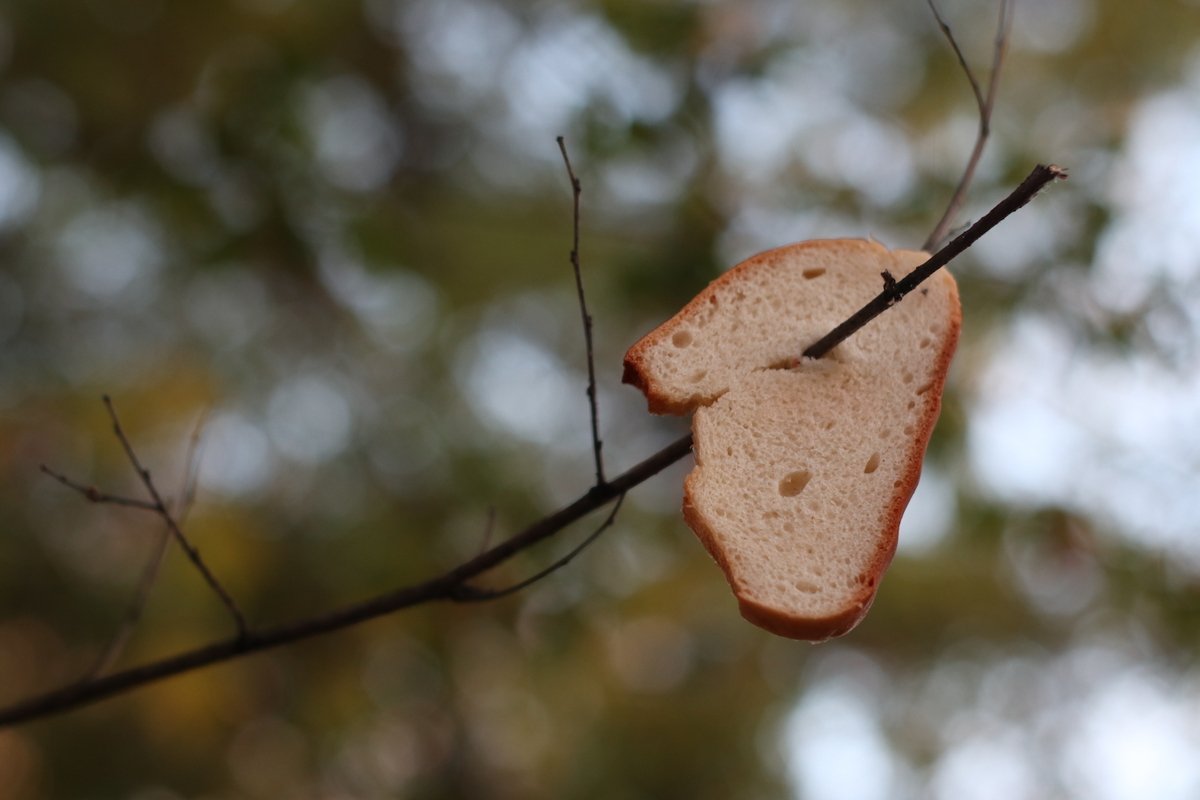 bread for feeding birds and squirrels in winter example image 1