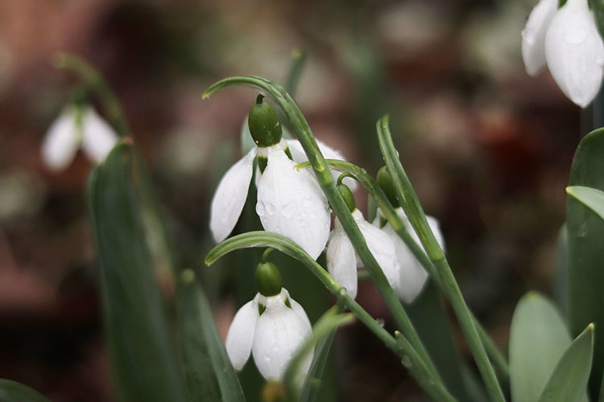 spring white snowdrop flowers close-up example image 1