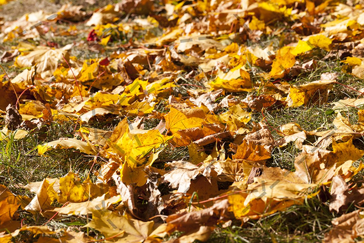 orange foliage maple example image 1