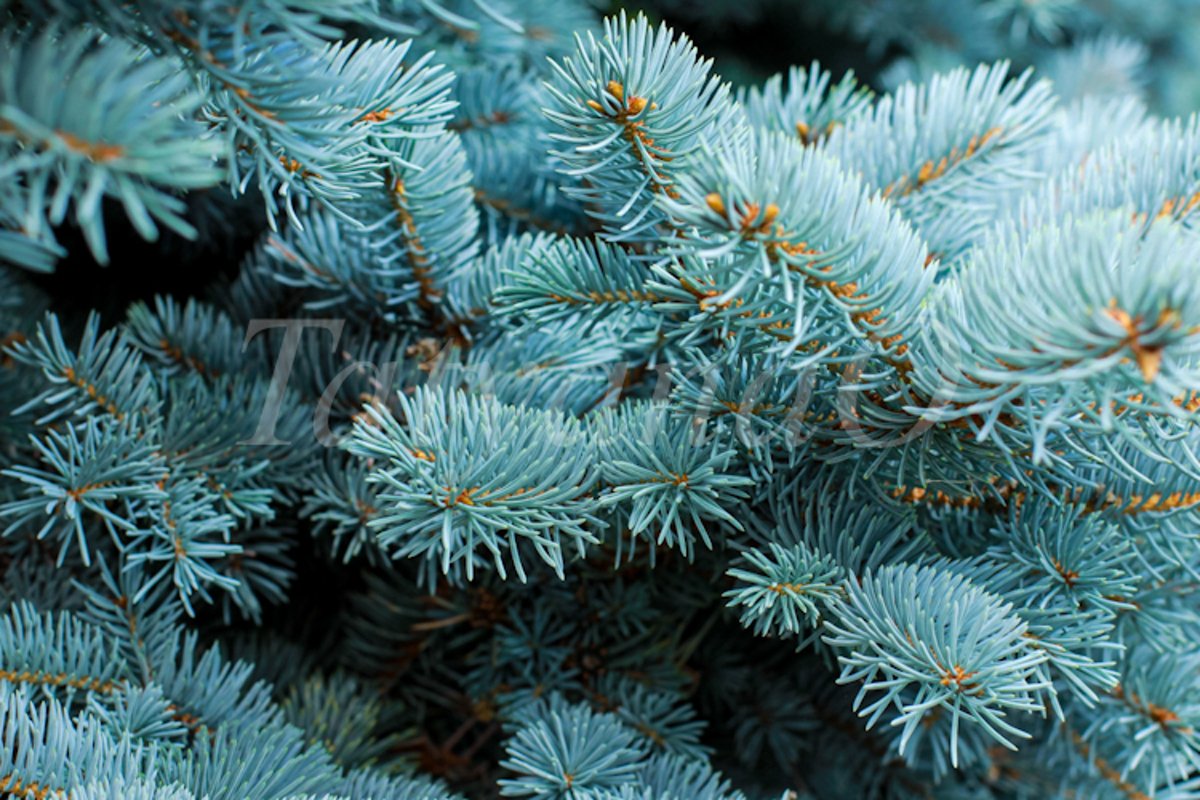 Blue spruce background. Coniferous tree. example image 1