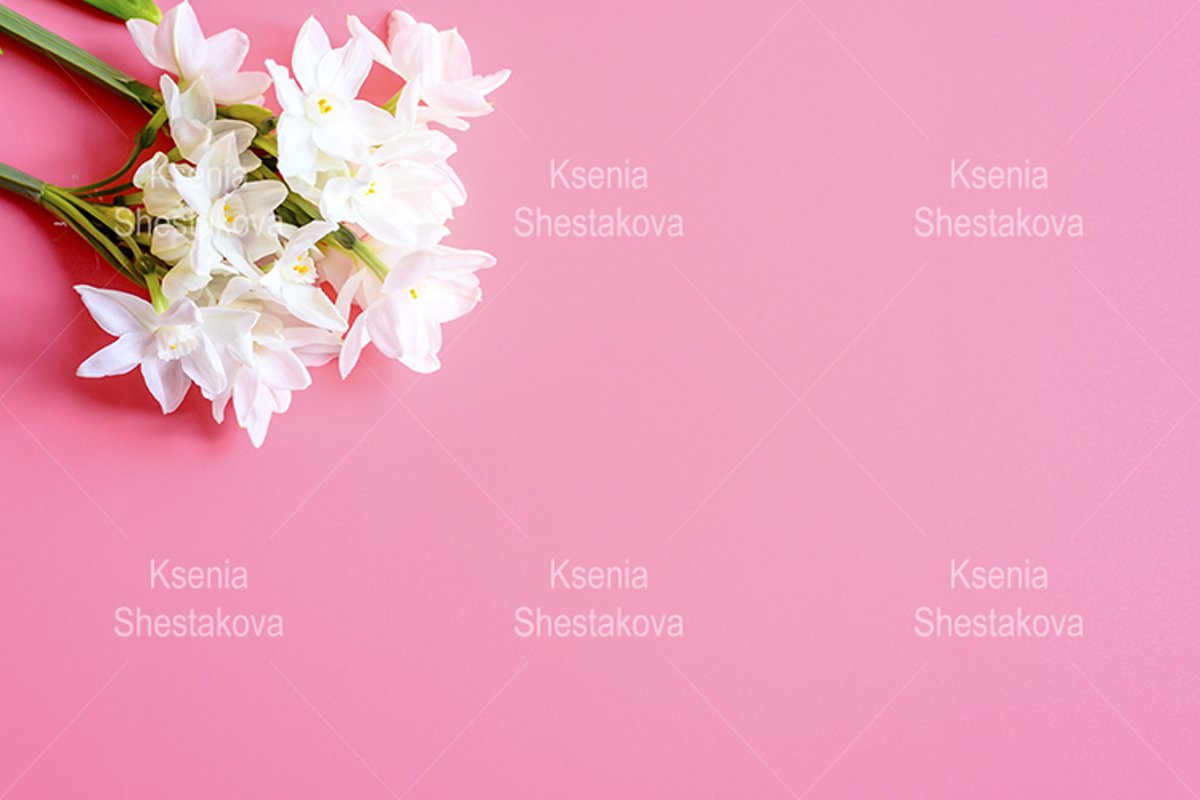 bouquet flowers narcisses in full bloom on a pink background example image 1