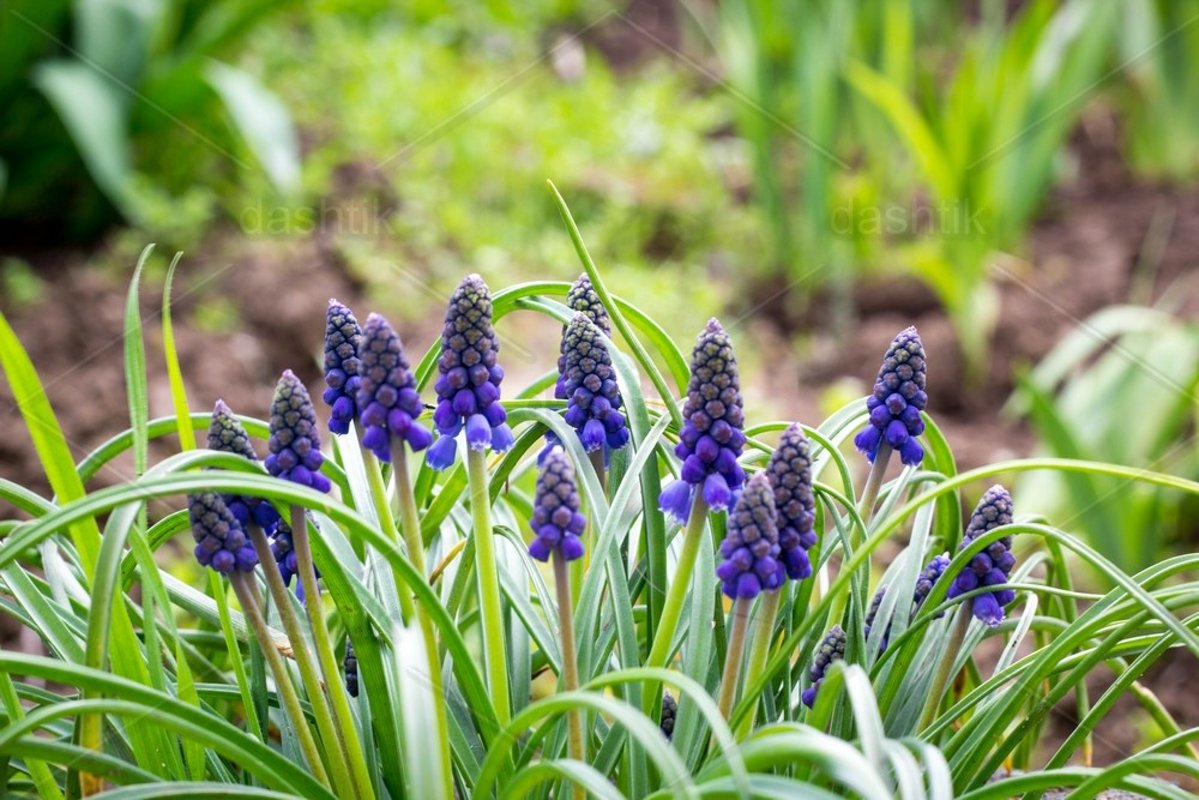 Mouse hyacinth blossoms in a meadow in the spring example image 1