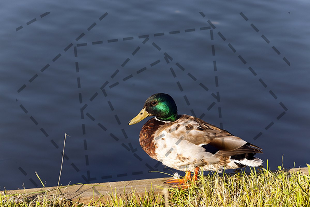 duck on the birch example image 1
