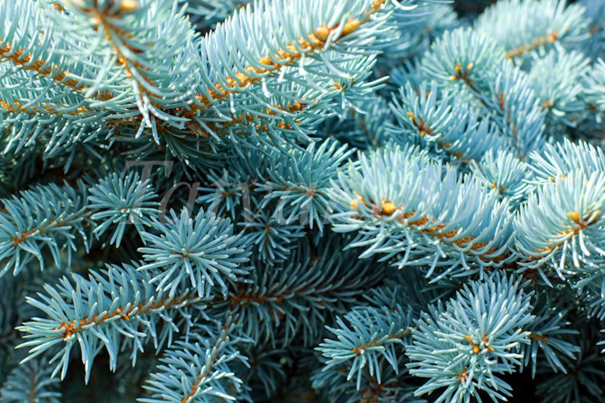 Blue spruce background. Coniferous tree. example image 1