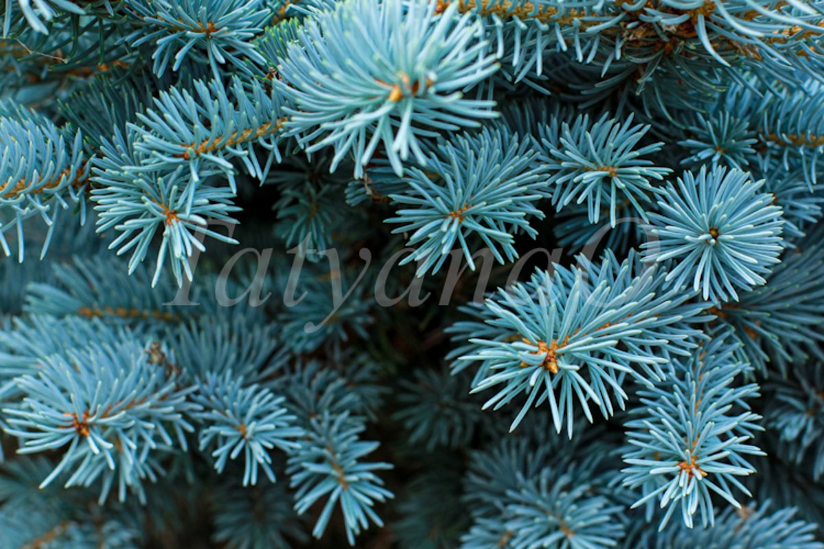 Blue spruce background. Coniferous tree. example image 1