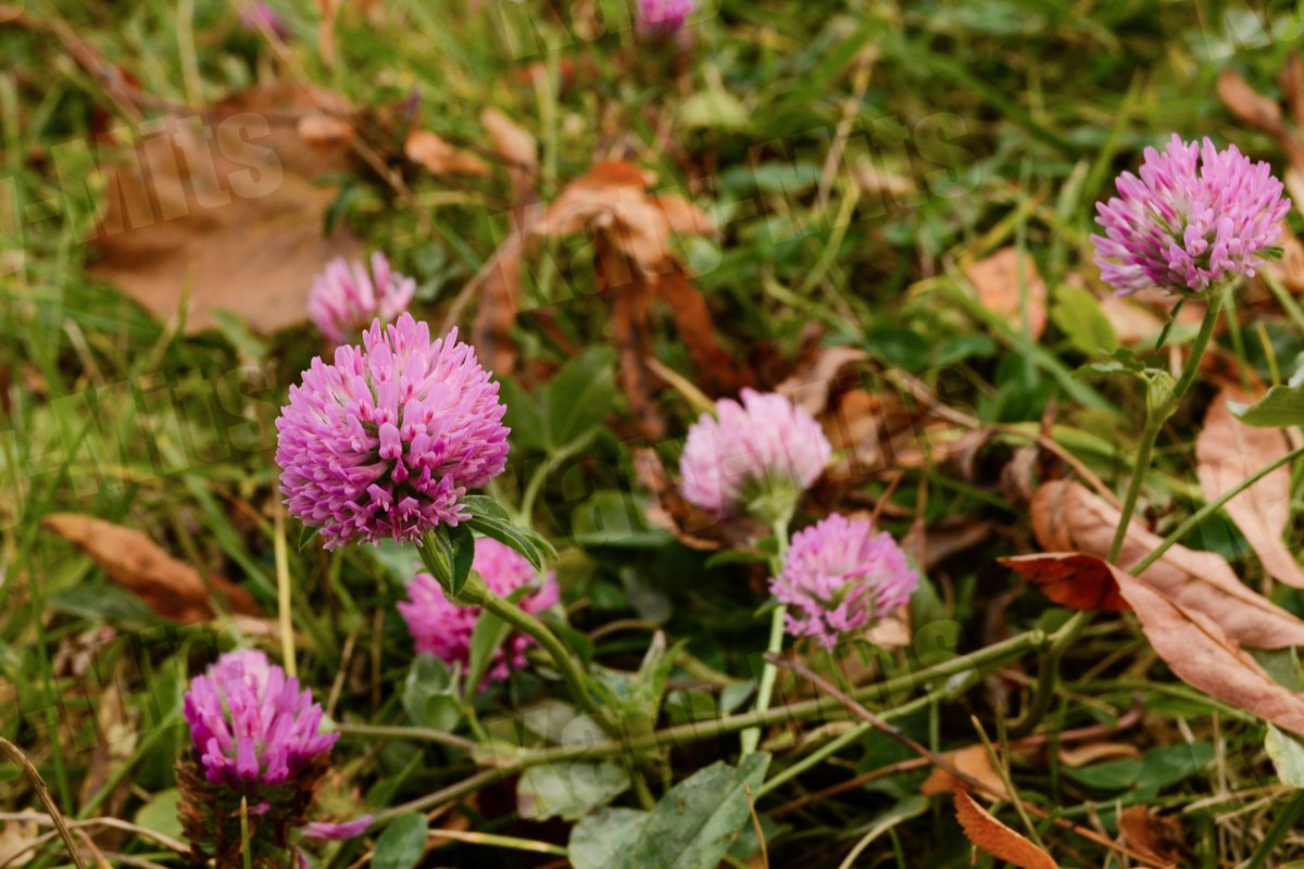 Pink clover flowers in the autumn in the park. example image 1