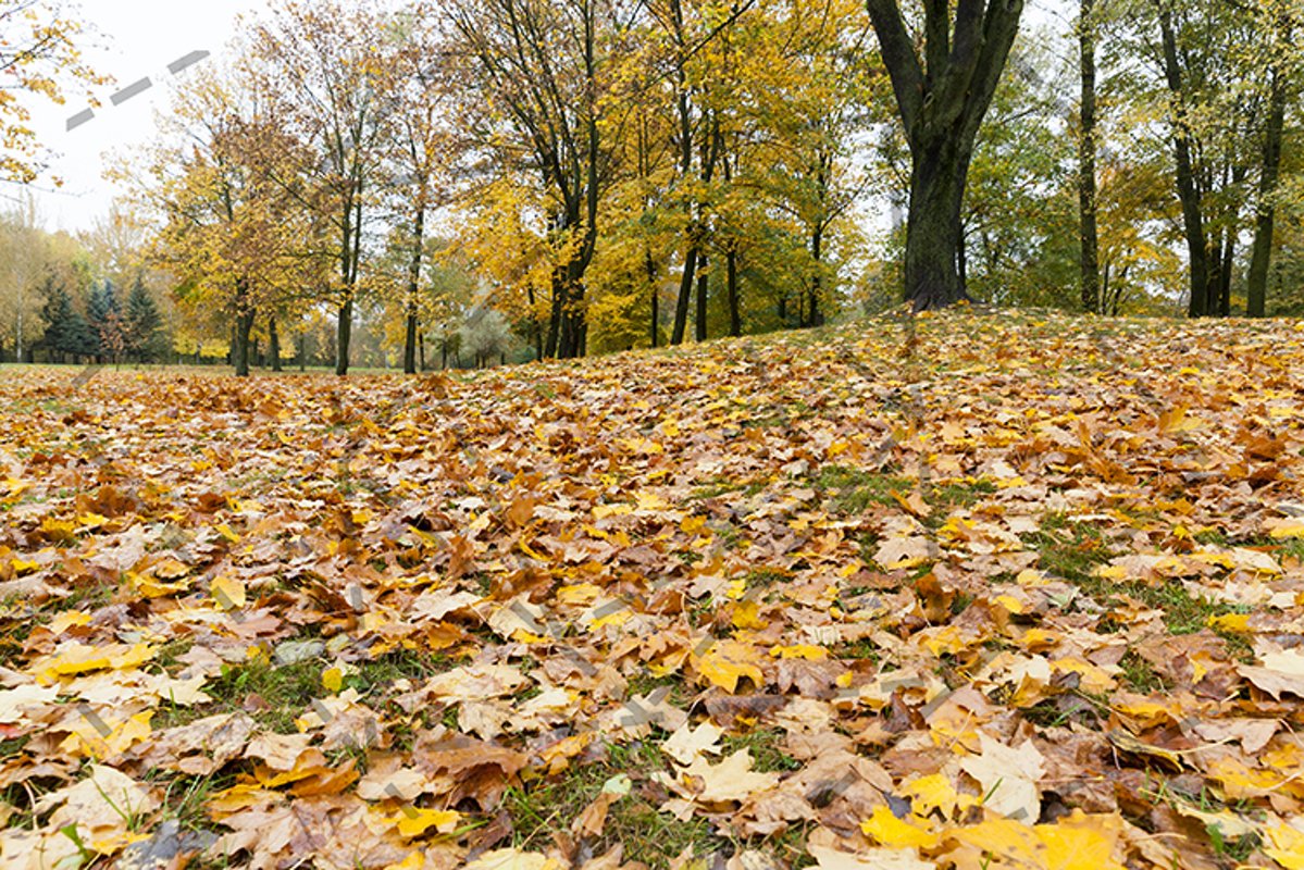 yellowed maple trees in autumn example image 1
