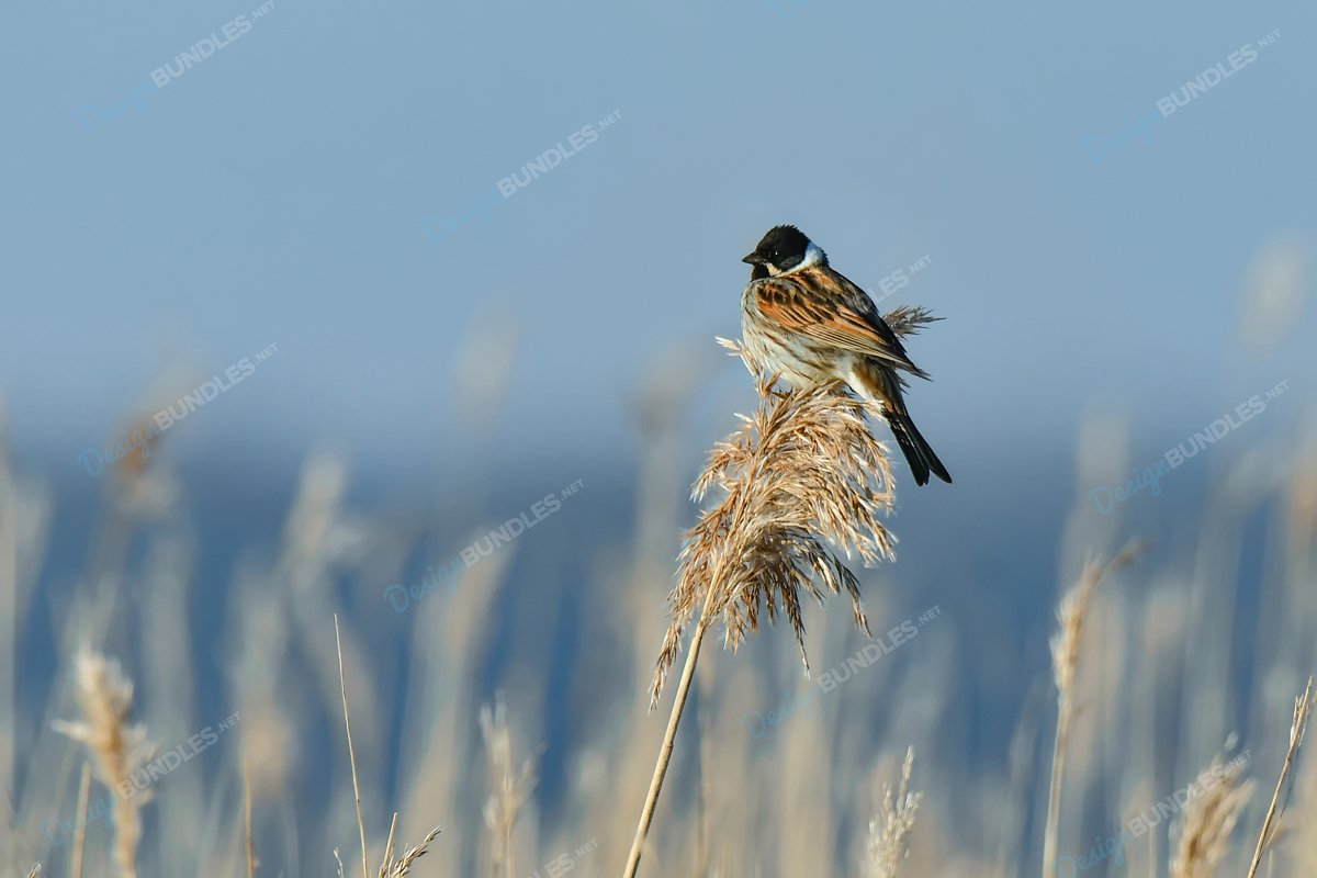 Stock Photo - The bird stands on the leaves example image 1