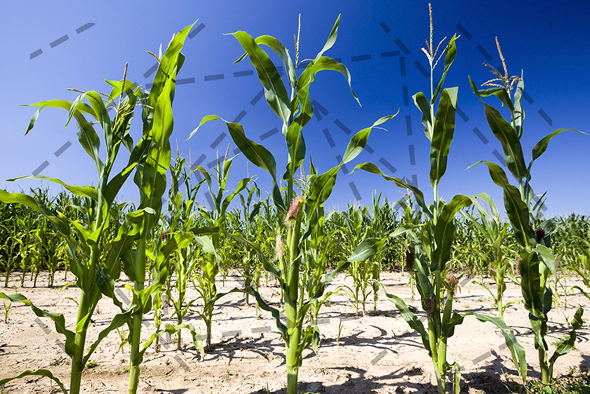 rows of green corn in Sunny weather example image 1