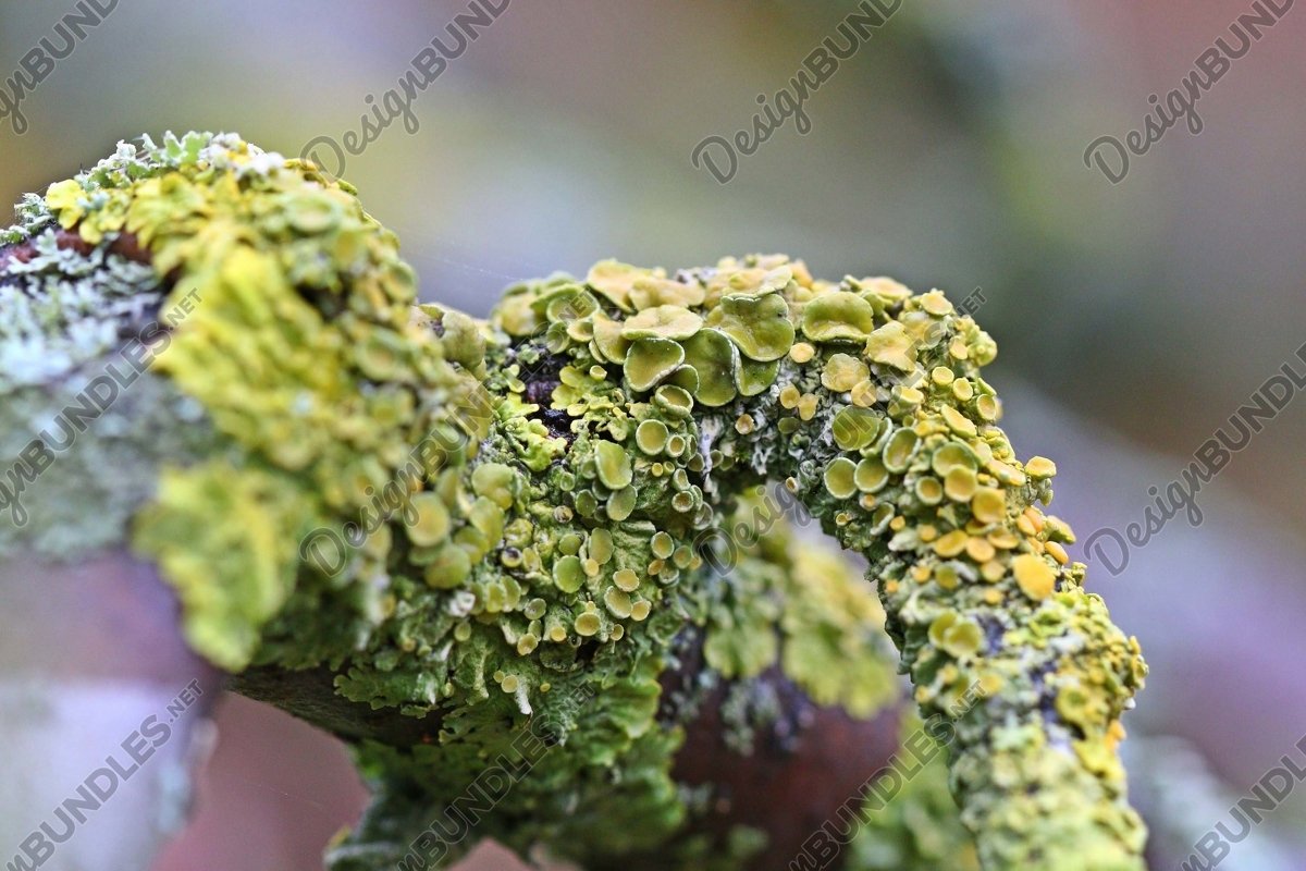 Stock Photo - Close-Up Of Moss On Logs example image 1