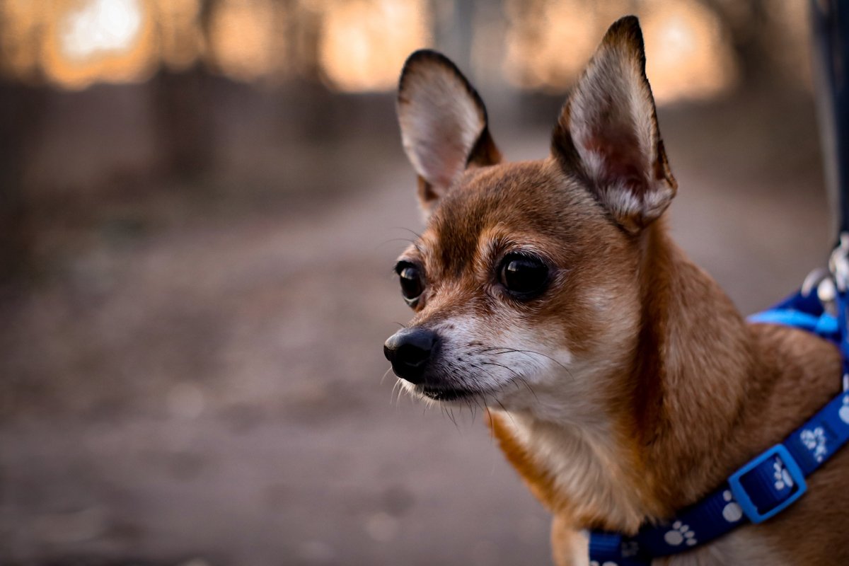 portrait of red chihuahua with a harness example image 1