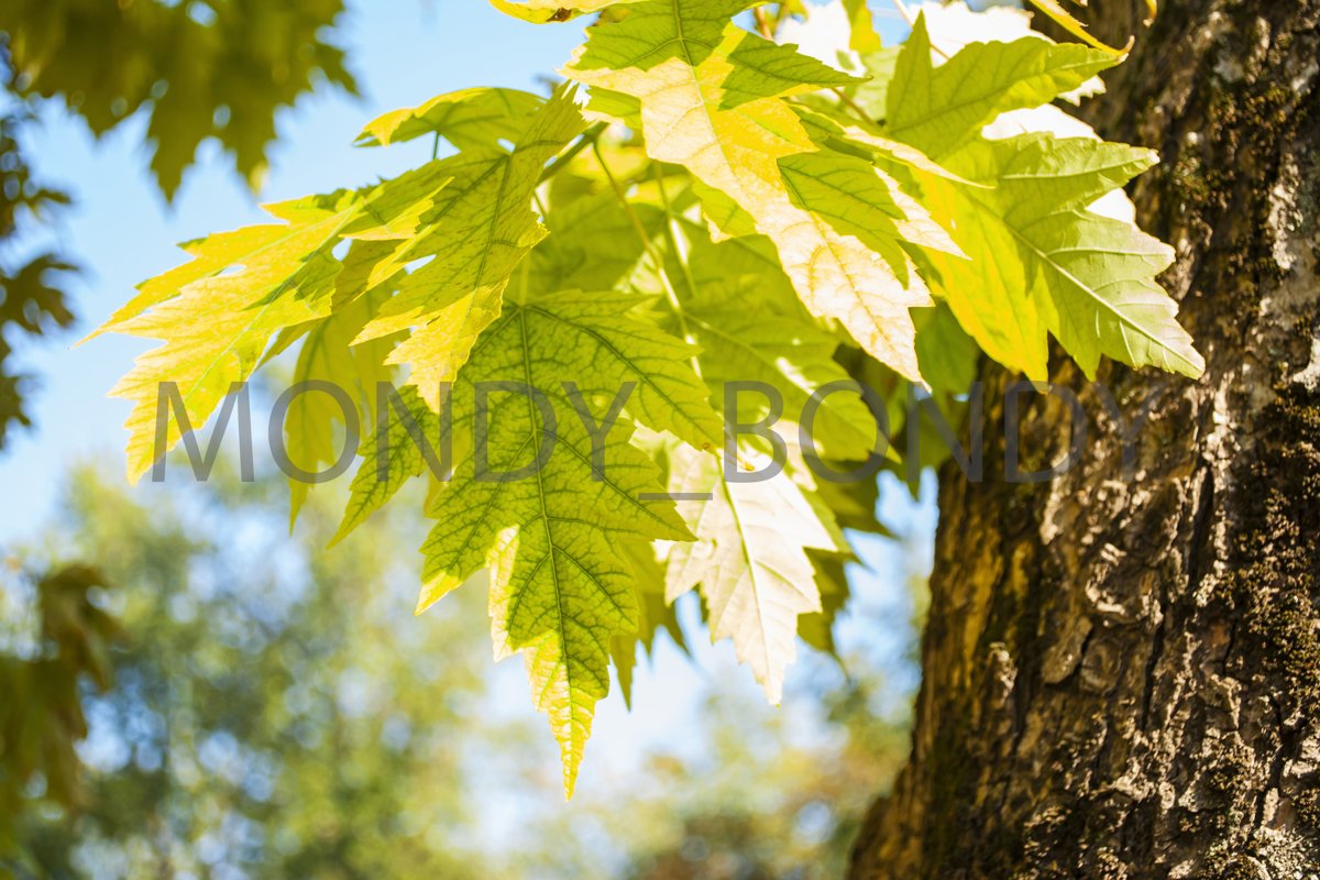 autumn leaves against the blue sky example image 1
