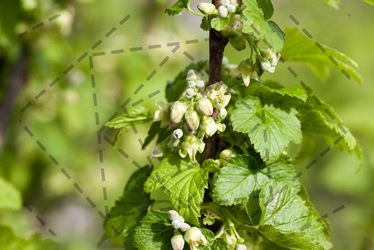 spring flowering currant example image 1