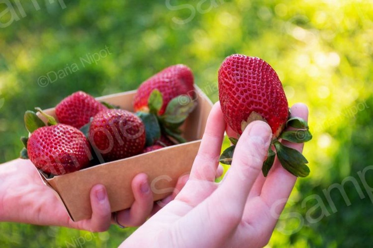 Strawberries in recyclable paper box example image 1