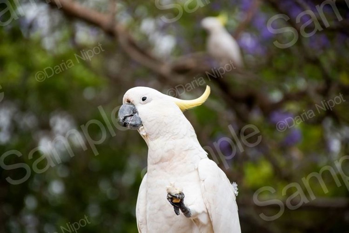 Cockatoo on a fence example image 1