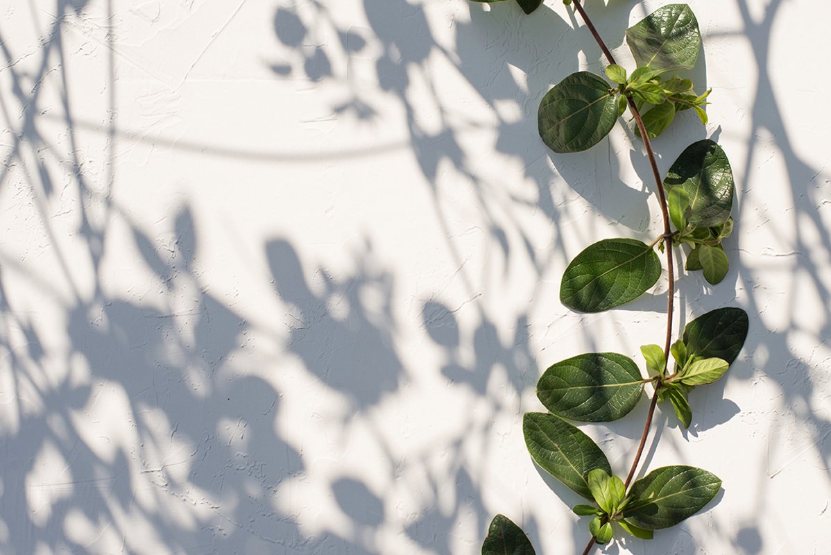 abstract background of shadows leaves example image 1