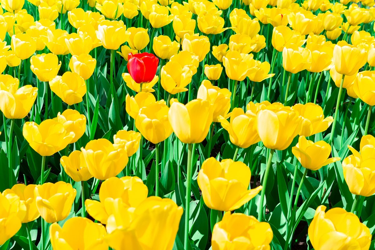 Yellow tulips close up background example image 1