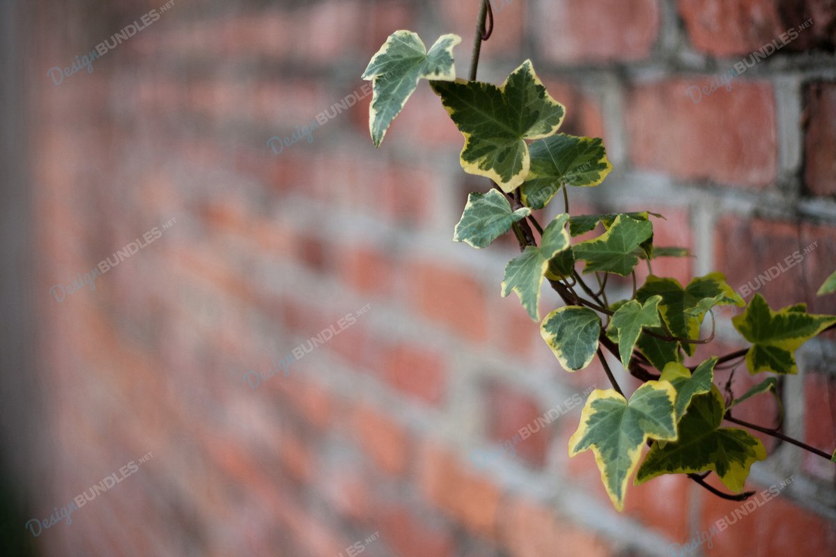 Stock Photo - Close-up of the petal example image 1