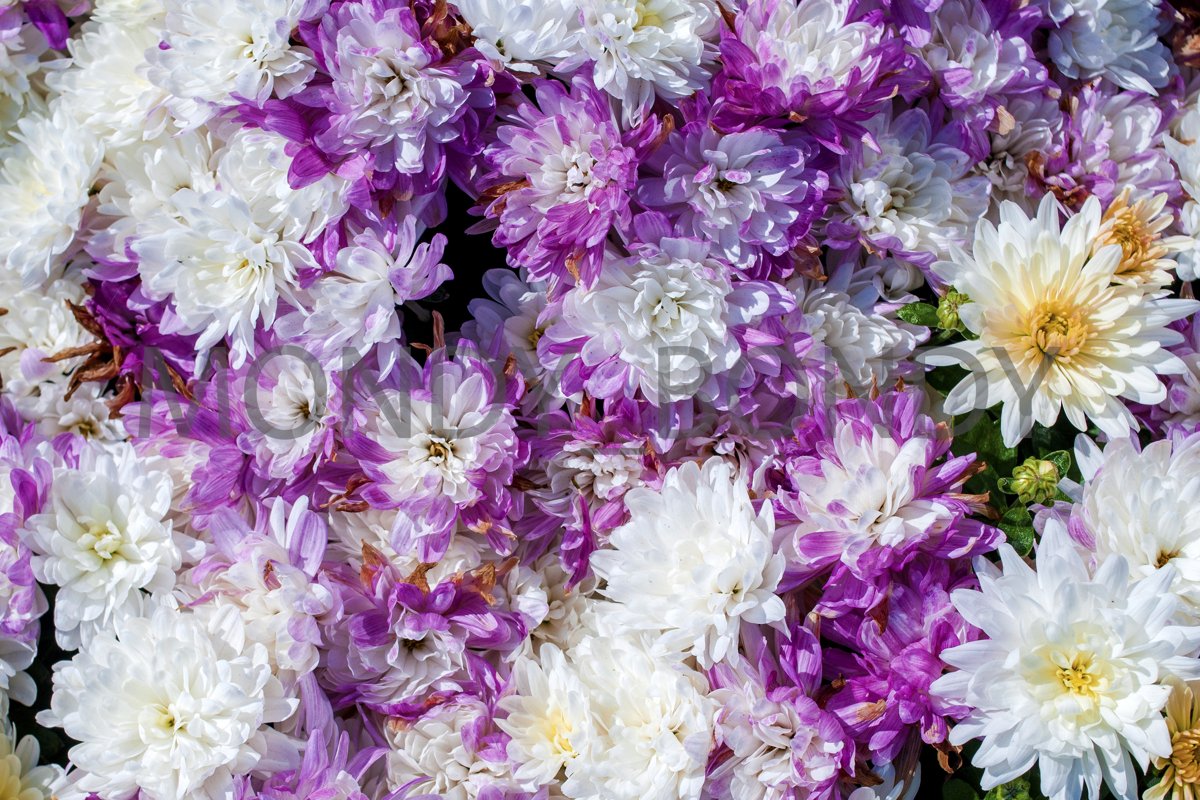 Texture of purple flowers close up. Top view example image 1