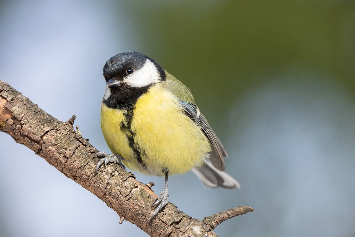 the bird Park in winter Parus major example image 1