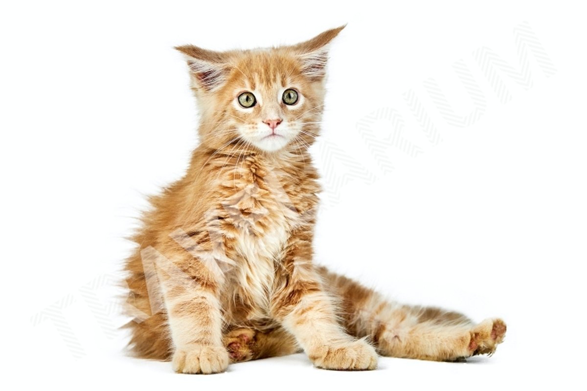 Maine coon kitten, isolated example image 1