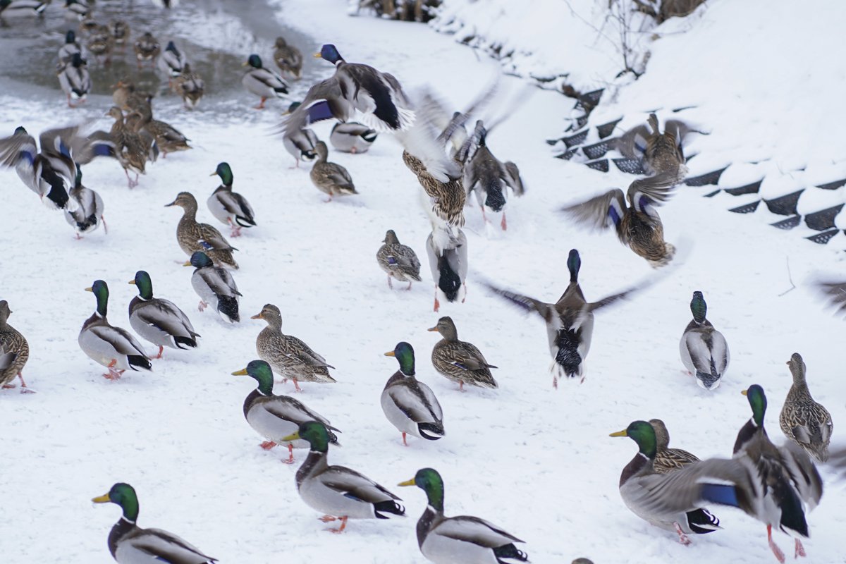 A flock of ducks are swimming in the water in winter example image 1