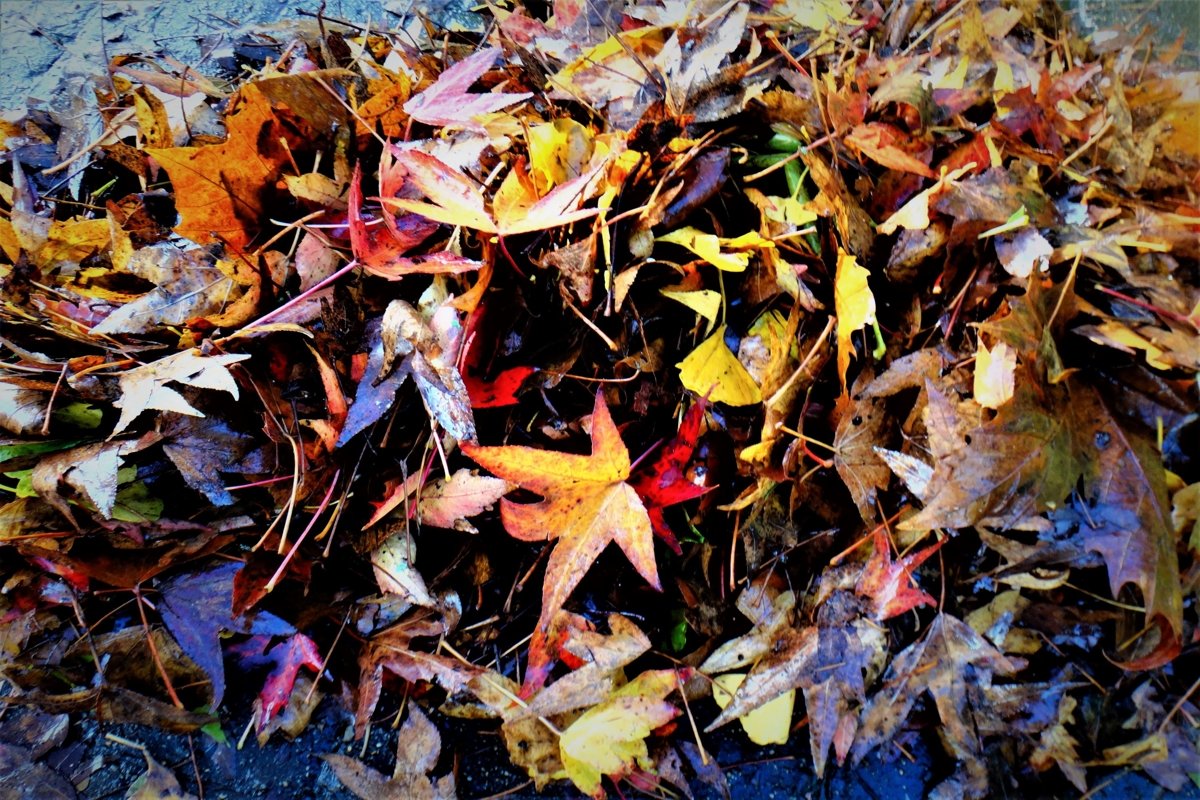 Colourful autumn pictures from Europe example image 1
