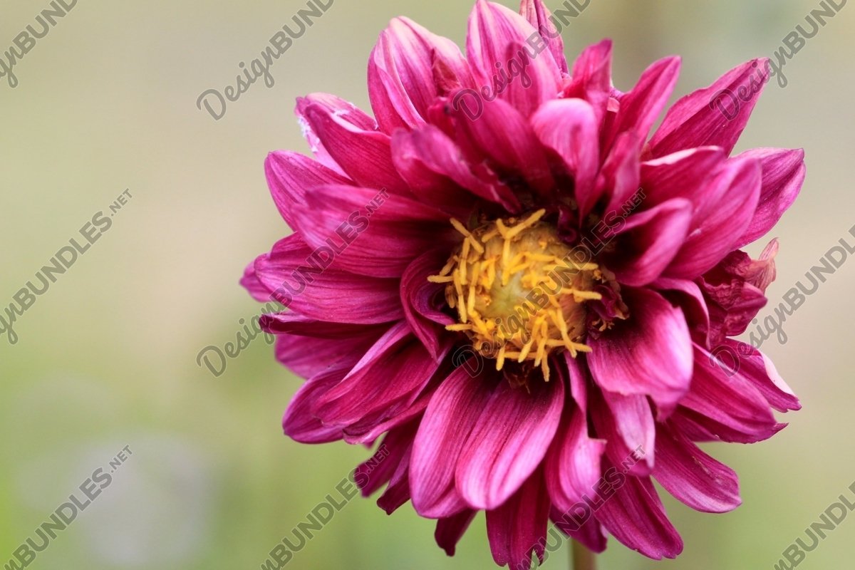 Close Up Of Pink Dahlia. example image 1