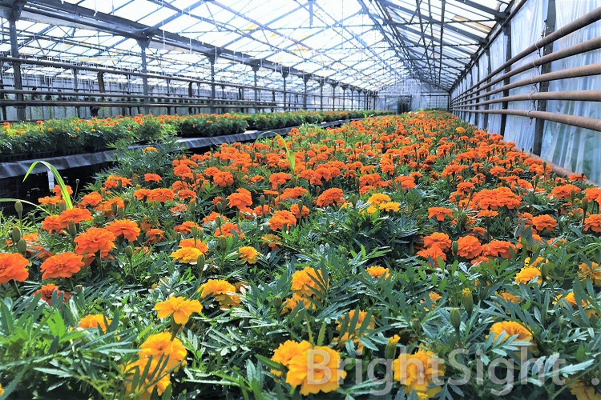 Marigolds in a greenhouse example image 1