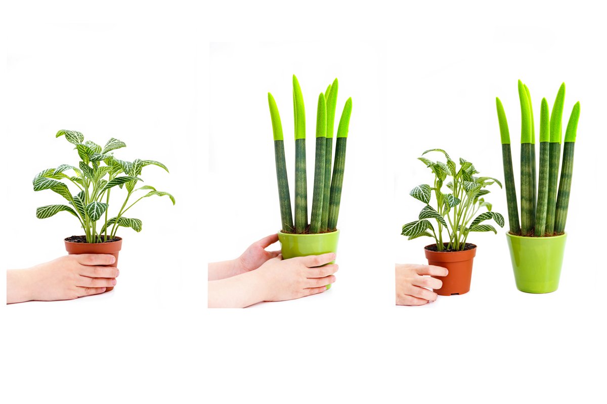 3 images with a boy holding a plant on white background example image 1