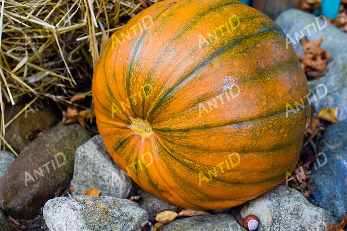 Pumpkin among stones, fallen leaves, chestnuts and straw. example image 1