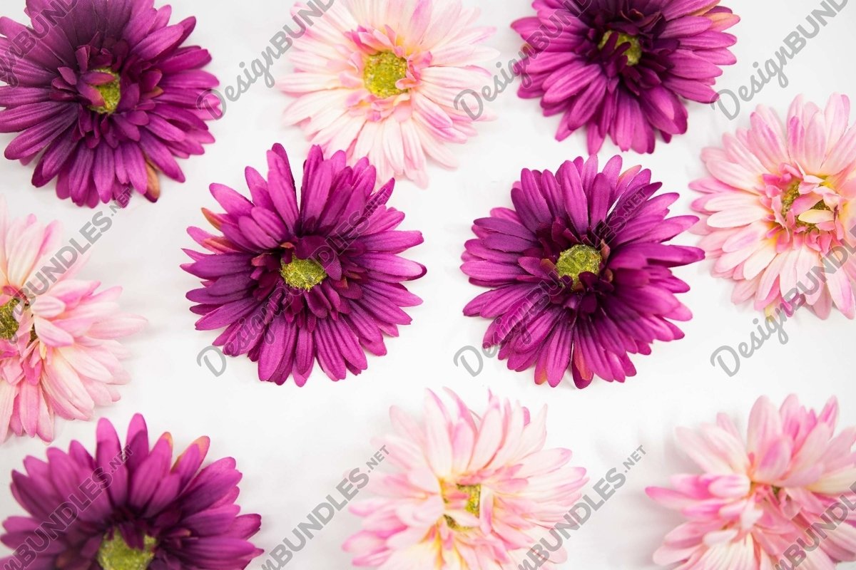 Stock Photo - Fuchsia Colored Cosmos Flowers Background example image 1