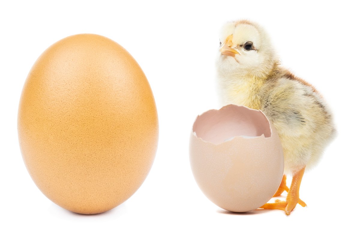 chicken egg on white background example image 1
