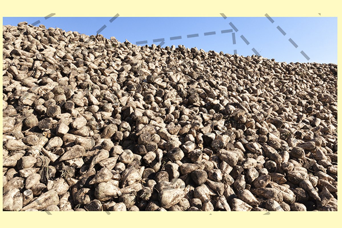 pile of beets example image 1
