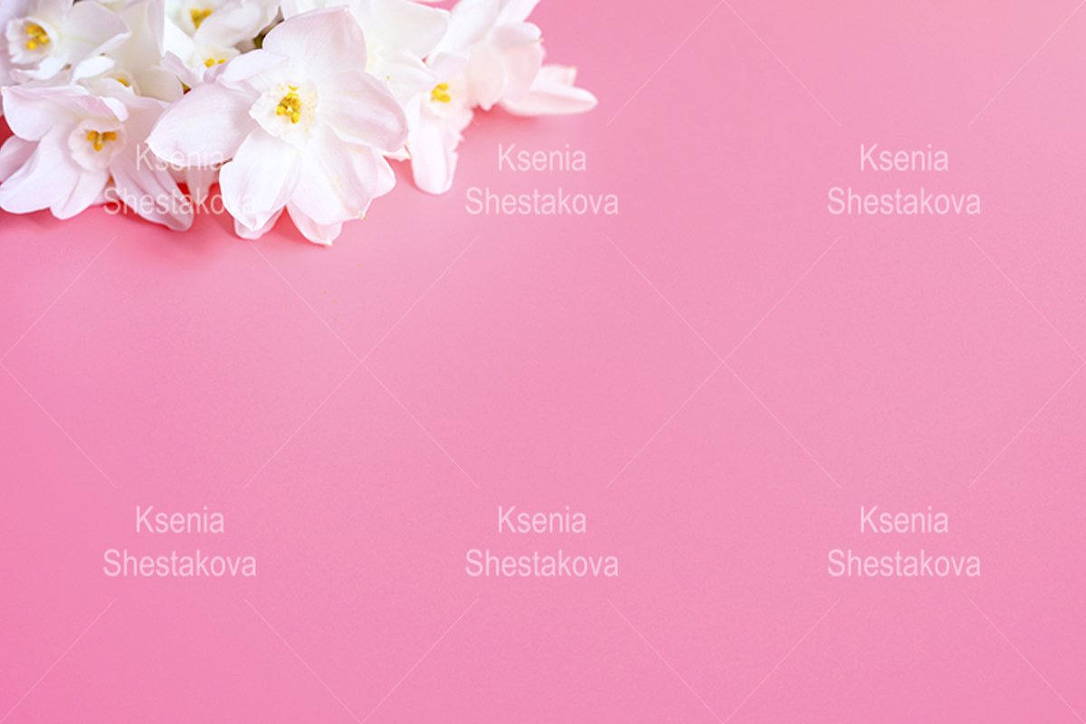 bouquet flowers narcisses in full bloom on a pink background example image 1