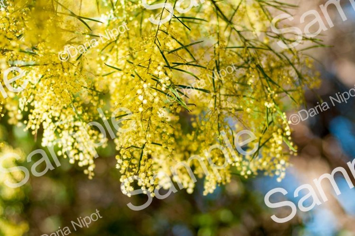 Wattle tree flowers. Mimosa. Acacia example image 1