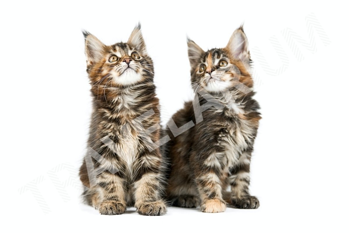 Two Maine coon kittens, isolated. example image 1