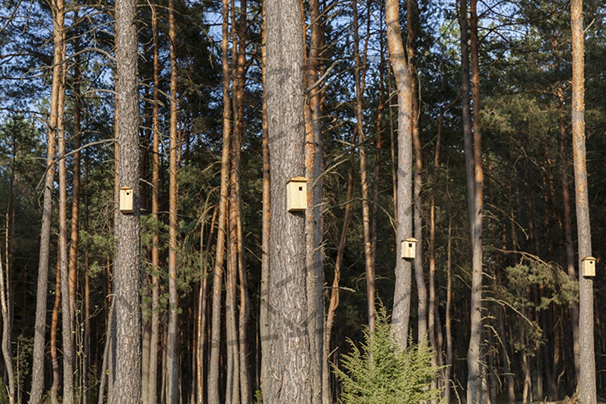 new wooden birdhouses example image 1
