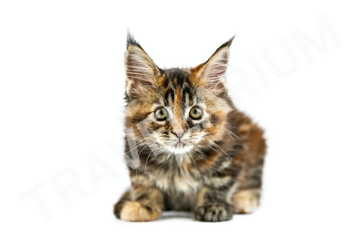 Tortoiseshell Maine coon kitten, isolated. example image 1