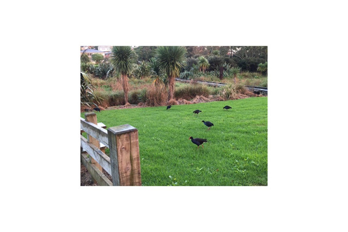 Photo of the Australasian swamphen or pukeko example image 1