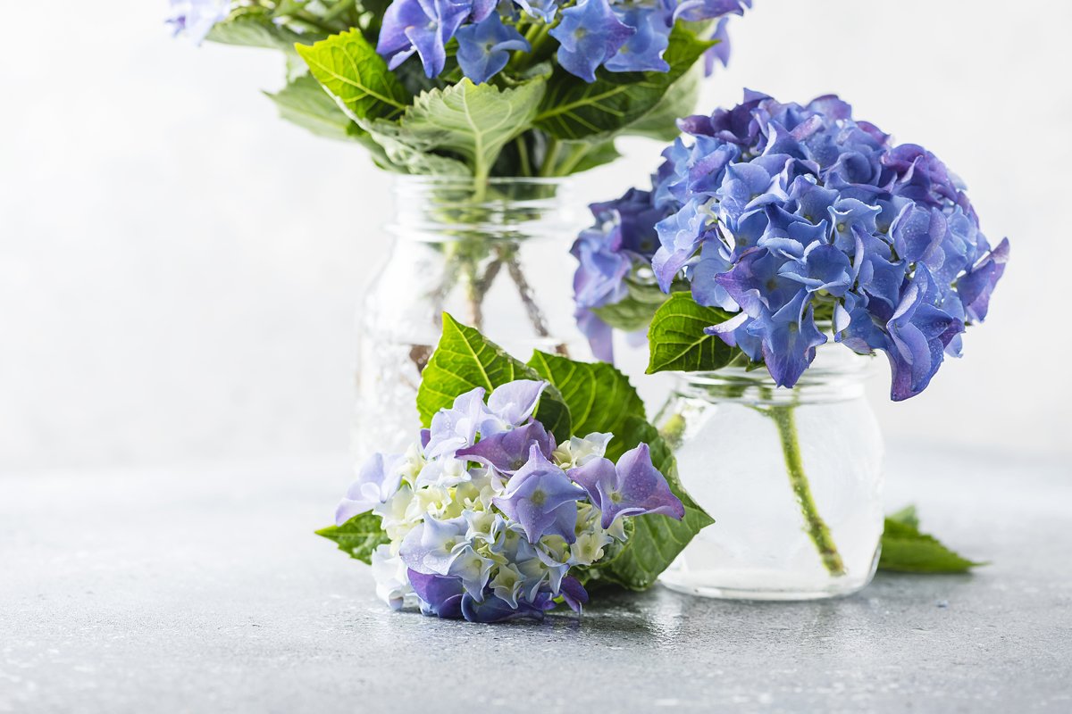 Greeting card concept. Amazing blue hydrangea flowers example image 1