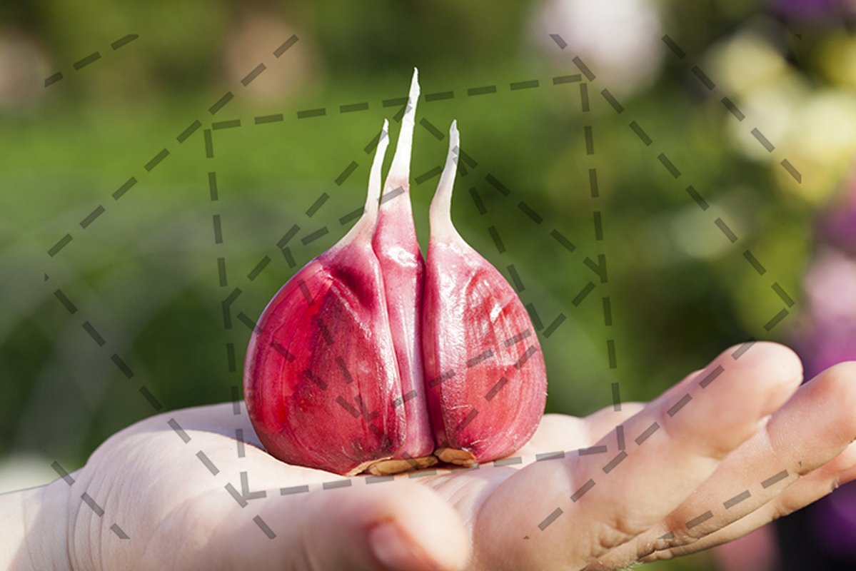 peeled red garlic example image 1