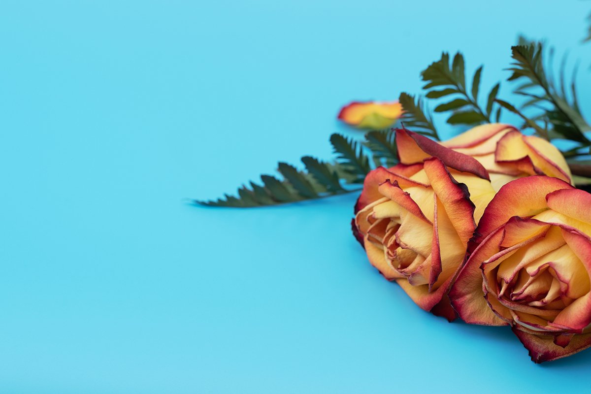 Yellow roses on blue background. example image 1