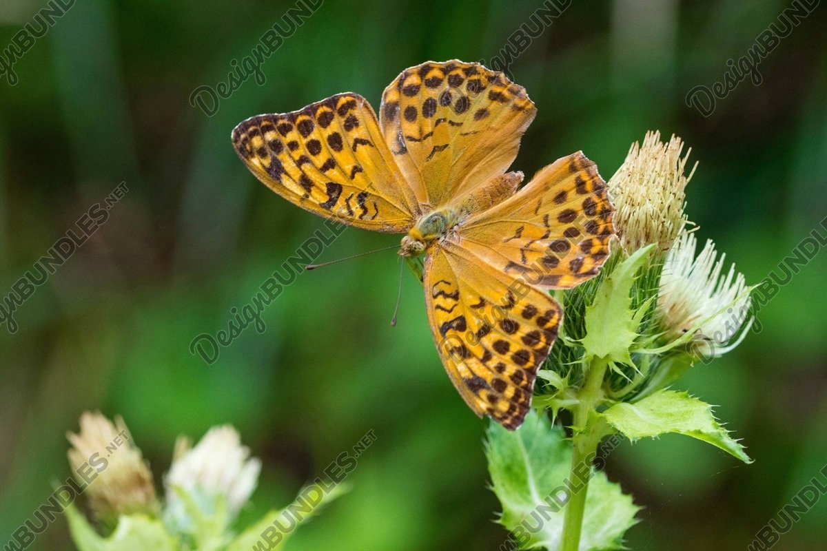 Stock Photo - Great Spangled Fritillary example image 1