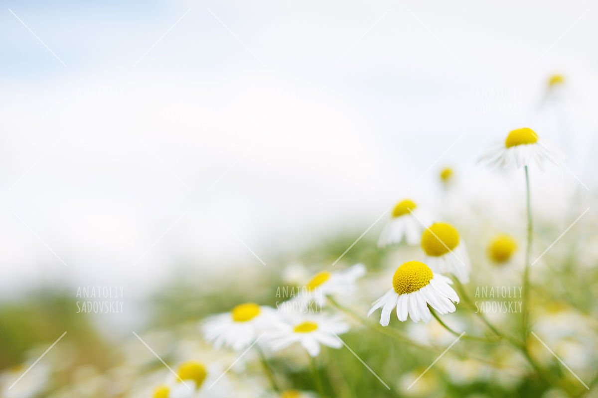 Chamomile flowers. Soft focus example image 1