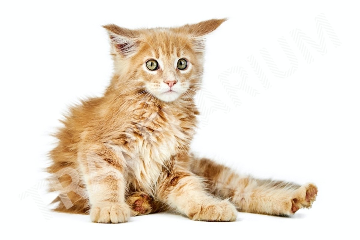 Maine coon kitten, isolated example image 1
