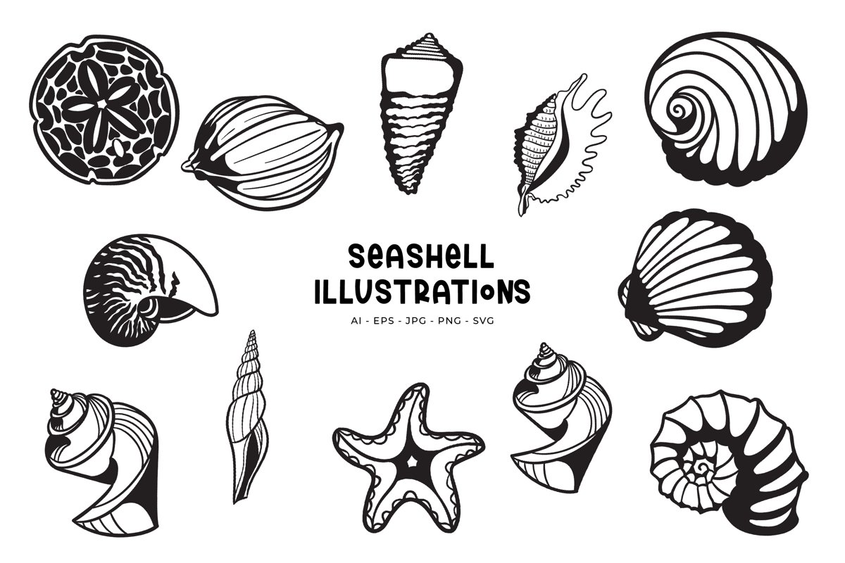 Seashell illustrations example image 1